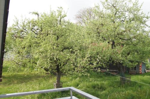 Ferienwohnung im Obstgarten