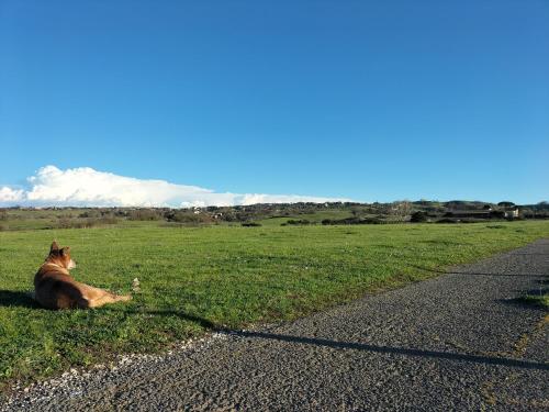 Rod Ranch Livestock - Appartamento con camino e vista piscina - Hotel - Campagnano di Roma