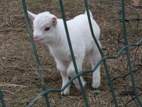 Quadrifoglio Relax - image 2