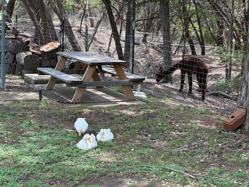 Luxury Yurt, Alpacas and llamas near Downtown Wimberley and Wineries