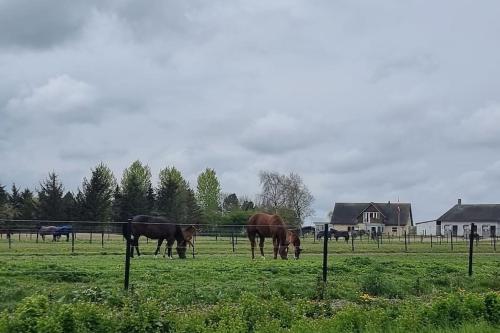 Family-friendly house close to Aarhus