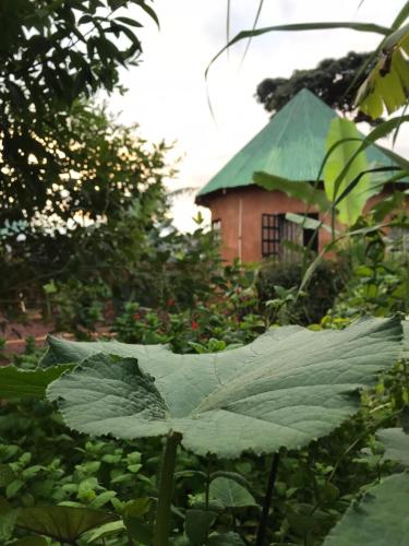 The jungleman house in Karatu