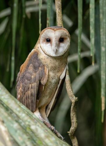 Green Diamond Amazon Lodge photo