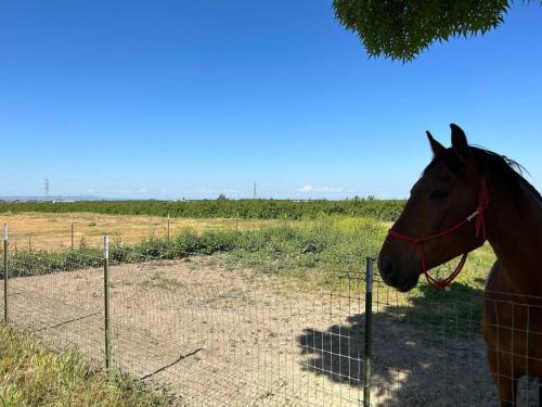 Adorable One Bedroom Cottage in Oakdale (CA)