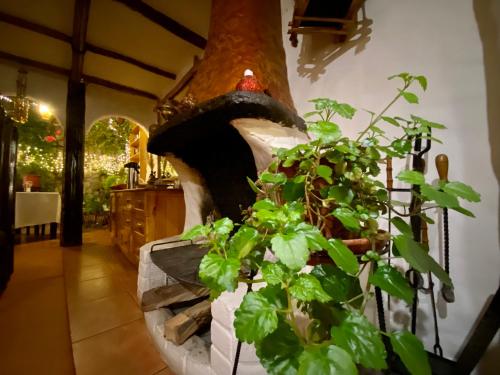 Hostal Madre Tierra - image 5