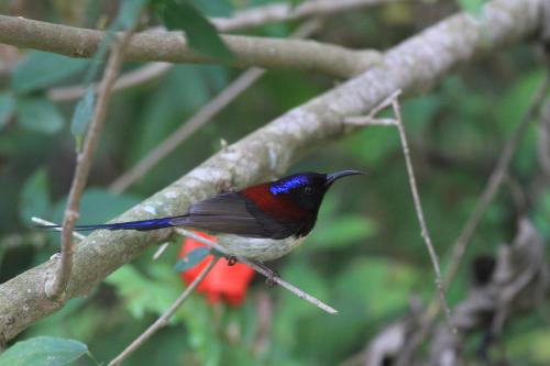 Rangbondoi - Birdwatching Included in Ban Luang