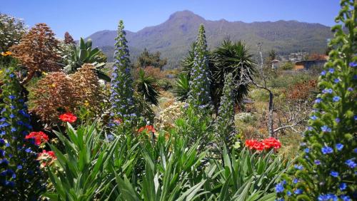 Finca Primavera 5