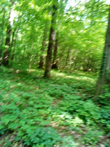 Schones Feriendomizil in Loosdorf in Loosdorf