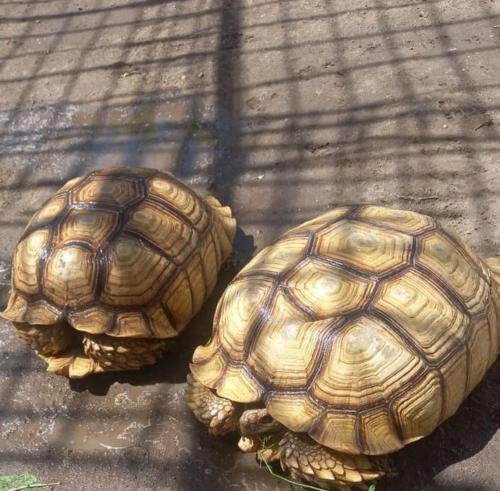 Royal Apartments Luxor