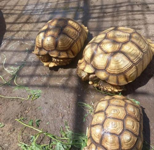 Royal Apartments Luxor - Photo 3