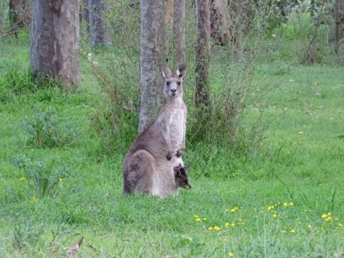 Bronte Lodge, Wine Country Stay Hunter Valley with Games Room, Close to Town