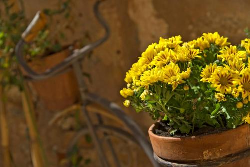 Ionas Boutique Hotel - image 5