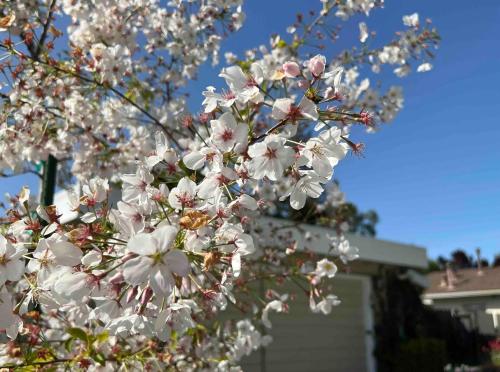 Palo Alto 1 Bedroom Near Stanford University