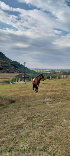 Horseback riding, Seqonoka Villa Accommodation & Events Park in Teyateyaneng