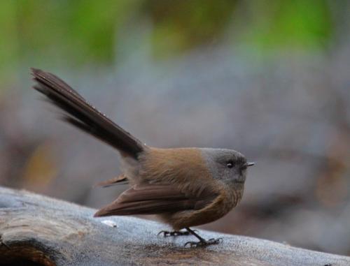 Birds Ferry Lodge