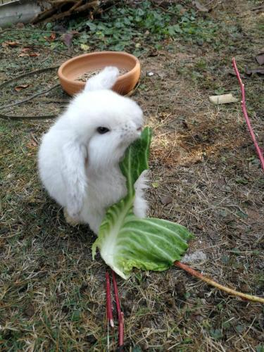 Homestay with Bunny Rabbit