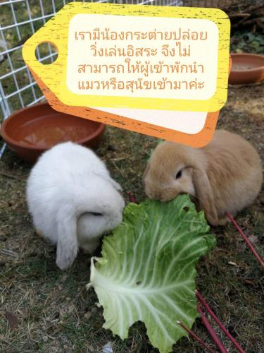 Homestay with Bunny Rabbit