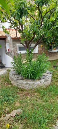 A modern farmhouse with big garden