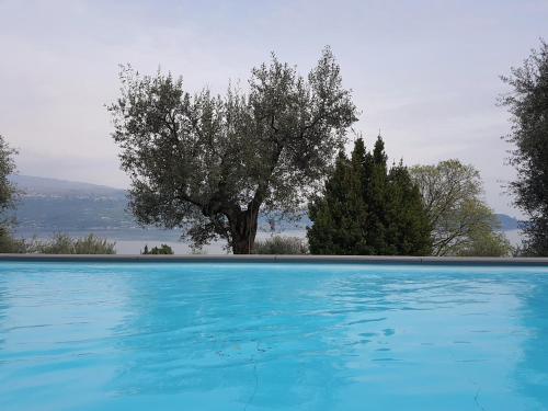  Ville in uliveto vista lago - VILLA LECCINO in Pulciano