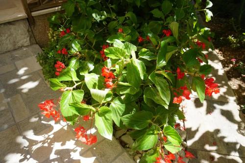 Apartment Roko Trogir - image 12