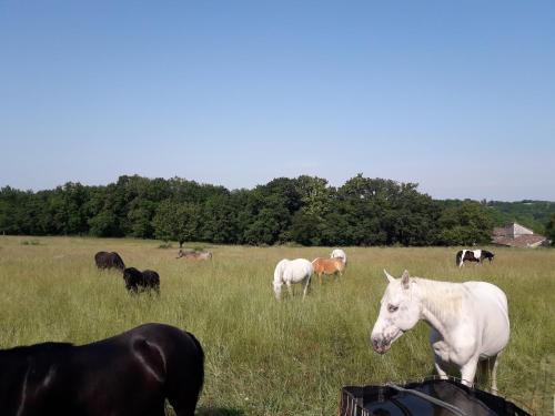 gîtes de Combelcau, le Pigeonnier (gites de Combelcau, le Pigeonnier) in 卡斯泰爾諾蒙特拉蒂耶