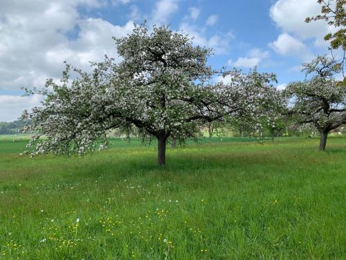 Ümbrus, Gasthaus Traube, Ludwigshafen, Bodensee, Seenah gelegen in Bodman-Ludwigshafen