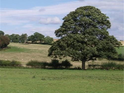 Dove Meadow