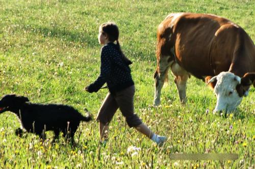 Pansion Izvor - image 11