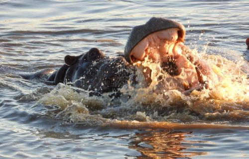 Central Peaceful Victoria Falls Self Catering with Plunge Pool sleeps 5 - image 4