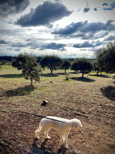 Domaine Truffier du Grand Merlhiot