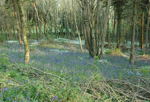 Downclose Piggeries