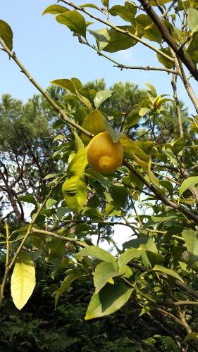 Casa Versilia Hotel in Marina di Massa