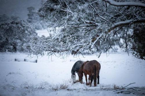 Jindabyne - Kia Ora Cabin Farmstay