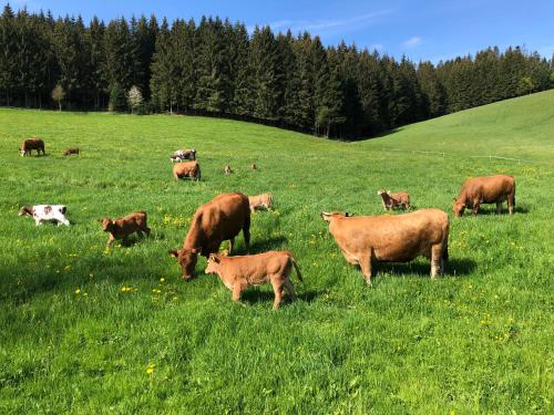 Ferienwohnung am Schneeberg