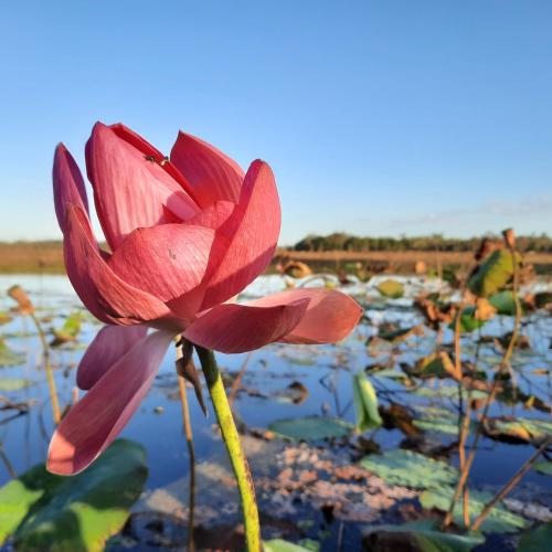 Wild Nature Lodge, Mareeba Wetlands