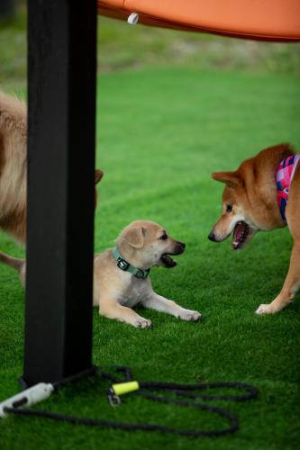 iGo Glamz 爱狗露营 Pet Friendly Glamping