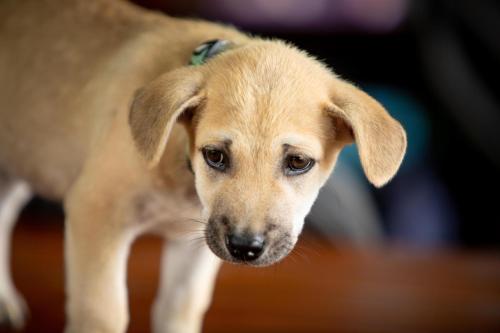 iGo Glamz 爱狗露营 Pet Friendly Glamping