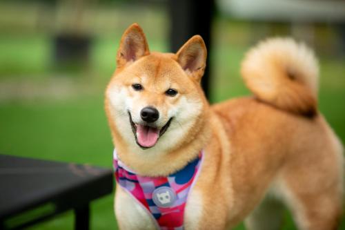 iGo Glamz 爱狗露营 Pet Friendly Glamping