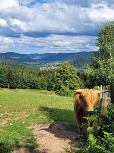 Gîte en pleine nature