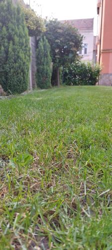 Flowers in the Center Flowers in the Center