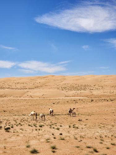 Bubbles Domes Private Cmp in A'Sharqiyah Sands (Wahiba)