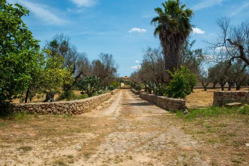 Il Trullo degli Ulivi by Diddoi