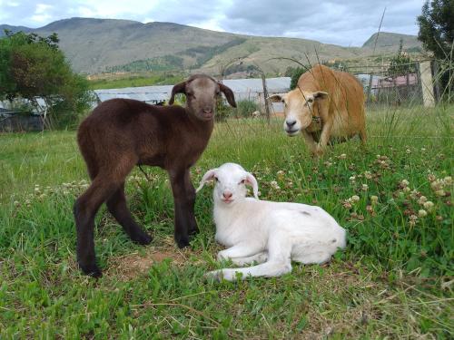 Cabana lagovilla in El Emporio
