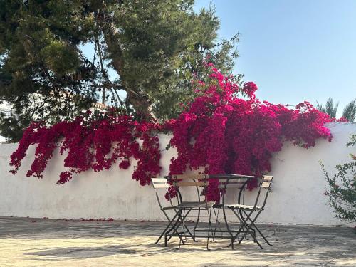 Two Olive Trees, Spetses (foto 4)