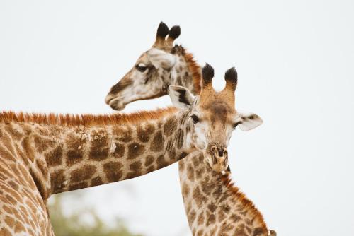 Makongo Hills Lodge Makongo Hills Lodge