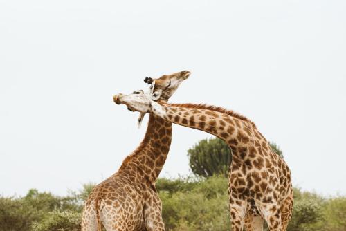 Makongo Hills Lodge Makongo Hills Lodge