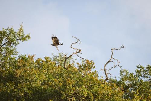 Makongo Hills Lodge Makongo Hills Lodge