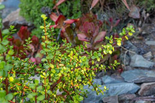 Karoo Mountain River House Karoo Mountain River House