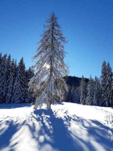 Wohnung in Kärnten Nähe Millstättersee, Fresach (фото 9)