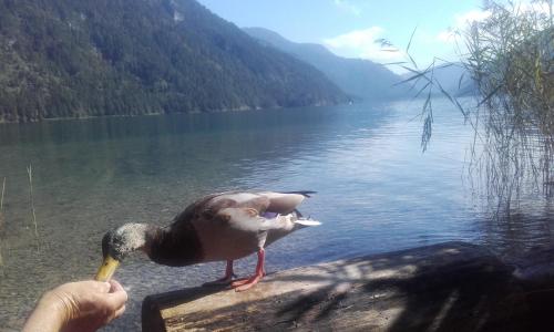 Wohnung in Kärnten Nähe Millstättersee